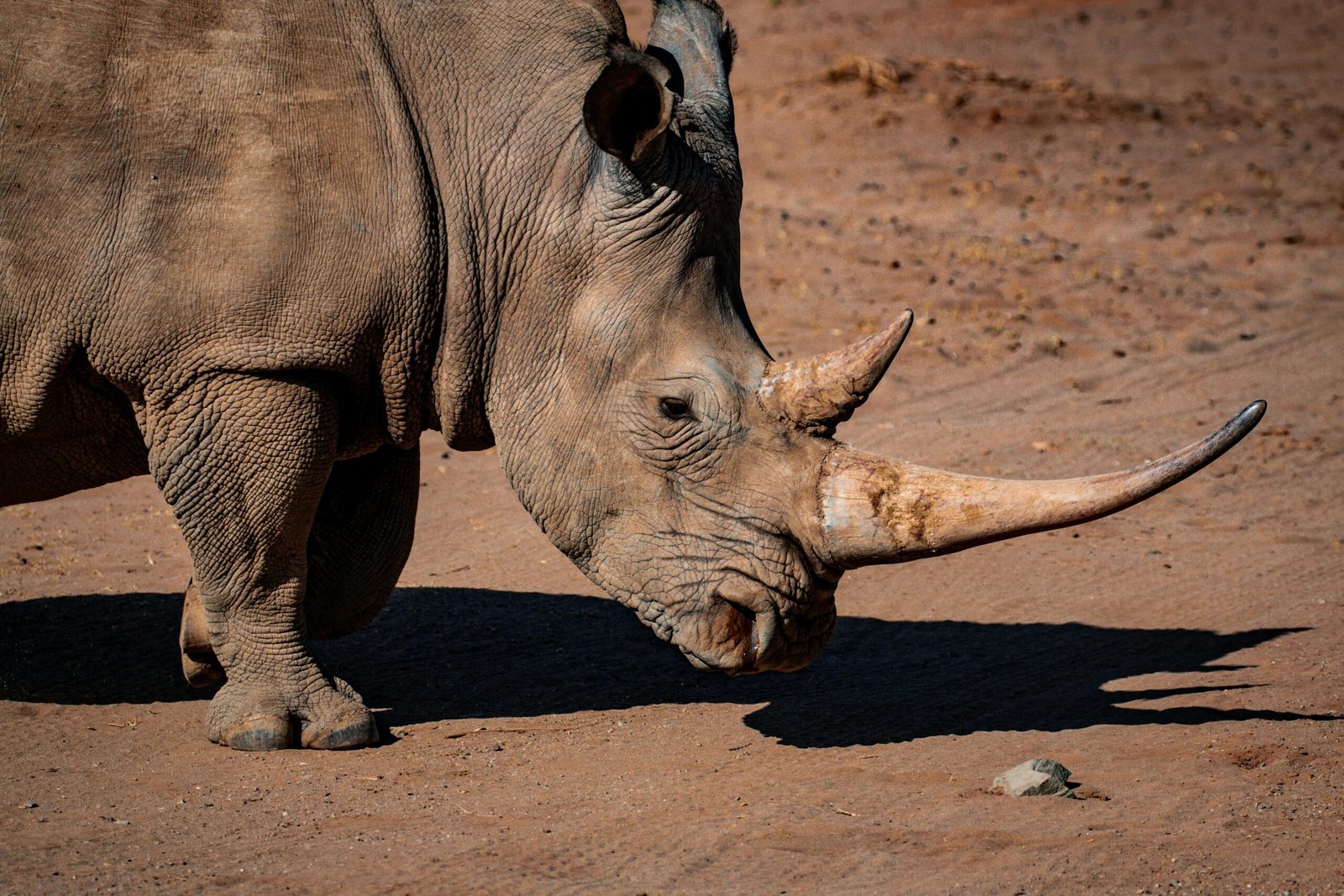 A large rhinoceros standing in a grassy field, with its thick skin and prominent horn clearly visible. The animal is facing slightly to the side, showcasing its massive build and powerful presence against a natural backdrop